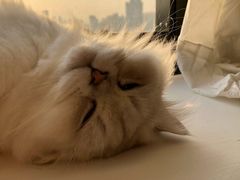 -猫腻·猫咖·撸猫馆(星光大道店)