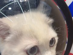 -瑞派·关忠动物医院·猫专科·犬专科(三环新城店)
