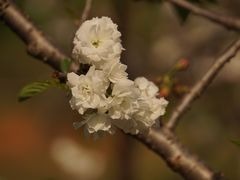 -天适樱花悠乐园
