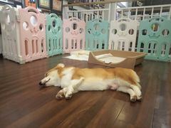 -柯斗斗主题餐厅·狗咖·围炉煮茶·茶饮(国瑞升平里店)