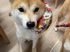 -柴迷FANS CLUB·柴犬狗咖·猫咖