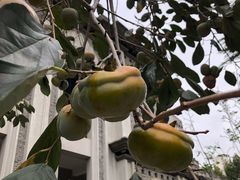 -古德寺素菜馆