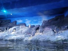 -暹罗海洋世界