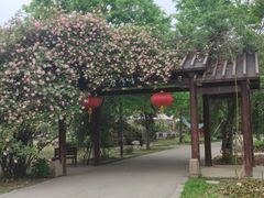 -鹅湖玫瑰文化园