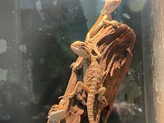 -酷以爬仙阁实体爬宠店·守宫·蜥蜴·专业繁育