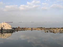 -上海吴淞炮台湾国家湿地公园
