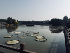 -大湾区中央湿地公园