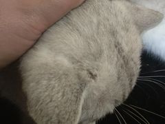 -more than meow吴止猫主题餐厅(承德 中船汇店)