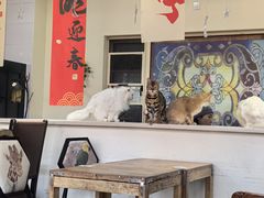 -猫小院猫主题餐厅(南锣旗舰店)