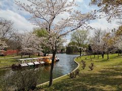 -上海共青森林公园