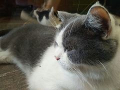 -猫咪博物馆(顶澳仔猫街店)