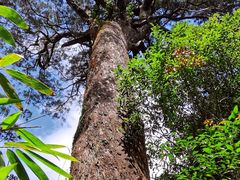 -海南热带雨林国家公园吊罗山景区