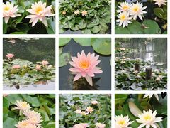 -上房园艺·梦花源
