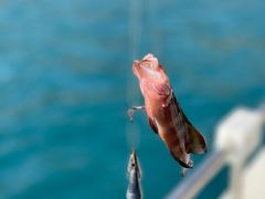 -小猫钓鱼海钓俱乐部(椰梦长廊店)