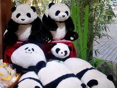 -轩客会(熊猫书店)