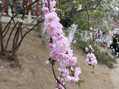 -桃花堤公园