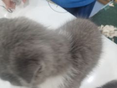 -佑安动物医院·全科·内窥镜中心(幸福巷店)