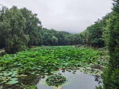 -棒棰岛宾馆景区