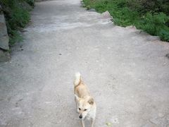 -大岭沟猕猴桃谷风景区