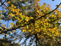 -千年银杏谷文化旅游区