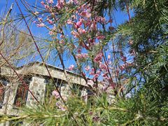 -松赞拉萨林卡酒店