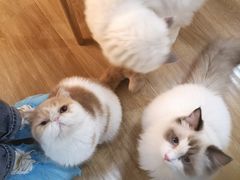 -滚猫咖啡·猫咖·猫友好撸猫(未来城店)