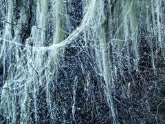 -白马王朗自然风景区