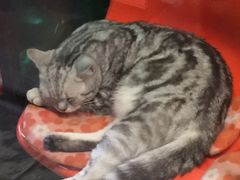 -猫咪博物馆(顶澳仔猫街店)