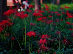 -新虹桥中心花园