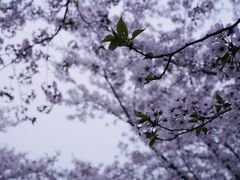 -顾村公园