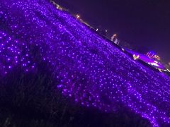 -大塘金香草谷