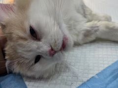 -暖阳宠物医院·犬猫康复中心·骨科
