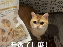 -猫大福·Fortune Cat猫舍(百子湾店)