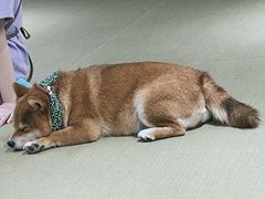 -逗柴咖啡屋·狗咖猫咖宠物桌游