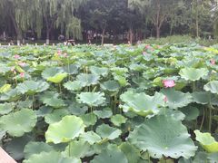-莲花池公园