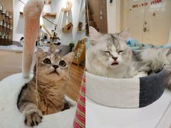 -COLOR PETS 撸猫馆·购猫·猫咖(长风大悦城店)