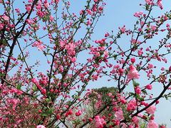 -西京湾花海