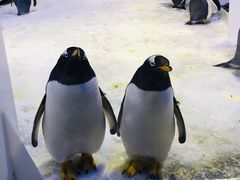 -芜湖新华联大白鲸海洋公园