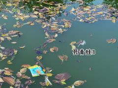 -光明农场大观园