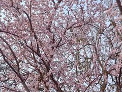 -桃花堤公园