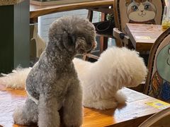 -more than meow吴止猫主题餐厅(承德 中船汇店)