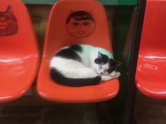 -猫咪博物馆(顶澳仔猫街店)