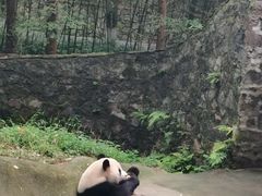 -都江堰中华大熊猫苑