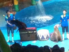 -烟台海昌鲸鲨海洋公园