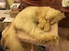 -猫色咖啡·猫咖