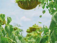 -光明小镇欢乐田园