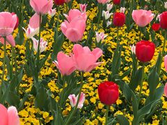 -丹东路渡口(轮渡站)