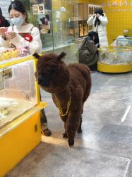 -神奇动物撸宠馆·羊驼·小浣熊·异宠(豫园店)
