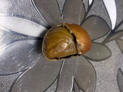 -阿男野栗王(金门路店)