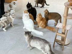 -Heymao猫咖.咖啡厅(东门店)